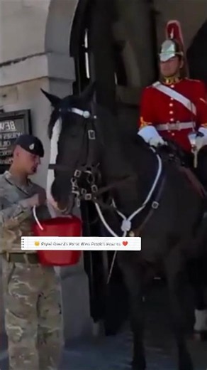 🐎 Why Everyone Respects the Queen's Guard's Horse