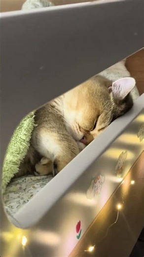 Soothing Kitten Sleeps: Watch This Cutie's Gold Gradient Dreamland