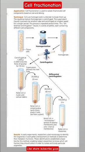 cell fractionation||#study #csirnet #exam #preparation