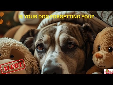 Canine Dementia Guide | How to Support Your Dog Through the Golden Years #doglove - #caninecare