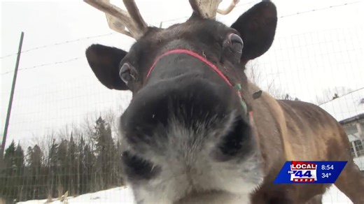 Three reindeer live in Vermont, here's how you can meet them