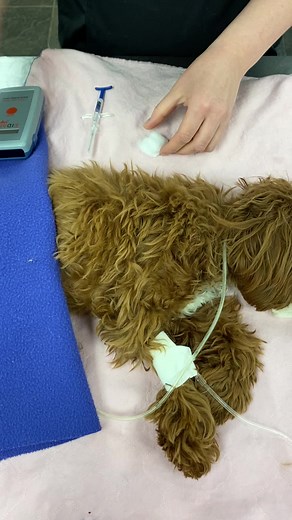 Here is on of our patients getting a Microchip during a routine surgery! 🩺 We wanted to share the importance of having your pets identification up to date. For example when you change addresses/phone number make sure to update your pets microchip information as well as your pets ID tag. It is also important to update your veterinary hospital with these changes, so if your pet comes into us we can contact you!🩺🐾♥️#vanislevet #britishcolumbia #vetmed #dogsofttiktok #petid #dogmicrochip