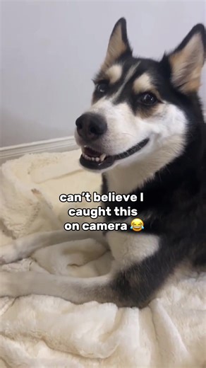 What NOT to say to a husky😅 | Husky