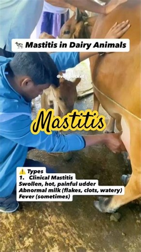 Mastitis in Dairy Animals| Early Detection Saves Milk & Udder Health #vetpocket #vetlife #fieldvet