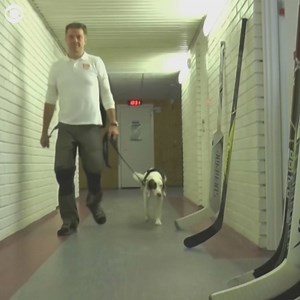 WELL TRAINED: A four-year-old Springer Spaniel puts her nose to the test as the world's first anti-doping dog. She will visit multiple sporting events to perform unannounced drug searches. | WIFR TV