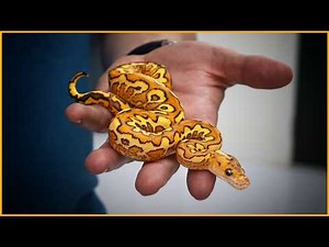 Top 5 Never-Before-Seen Ball Pythons | NARBC Tinley 2025 Reveal!