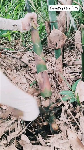 🌿🪓 Forest Foraging Precision: Slicing and Harvesting Fresh Bamboo Shoots!