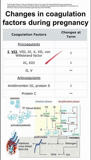 Changes in coagulation factors during pregnancy