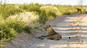 An African wild lioness female lion Panthera leo walking towards the camera.