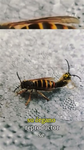 This is how bees reproduce #biology #bees #funfacts #interestingfacts #science