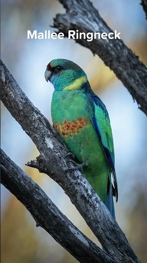 Mallee birds on display- photo edition part 1