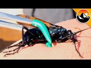 Largest Wasp in the USA Stings Me!