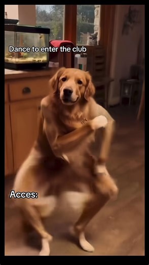 #dog #ia #dance #pourtoi #declined