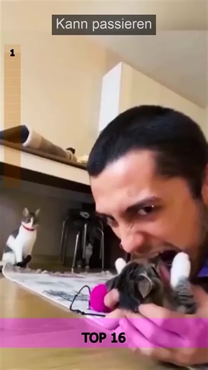 Lustige Haustiere amüsieren mit ihren Streichen mitten am Tag. Diese Momente kann man nicht ohne Lächeln schauen. Zum Ablenken und herzhaft Lachen. #foryou #deutschland #haustiere #katzen #tierliebe #spass Teil 355