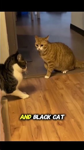 The Funniest Cat Argument Ever!😹
