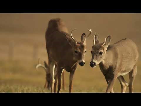 What Does Chronic Wasting Disease (CWD) Do to the Animals It Infects?