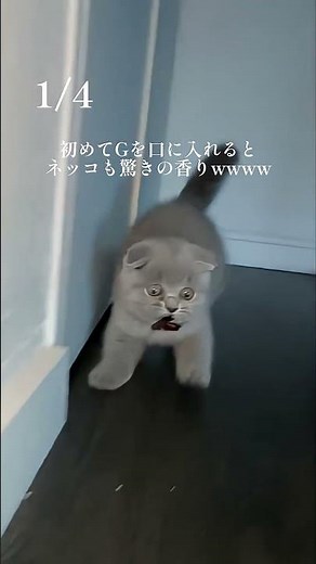 最近家からGがいなくなったと思ったらそうゆうことwww