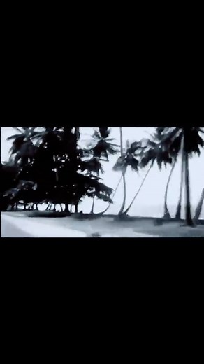 52K views · 1.6K reactions | 列 Ngozo, le perroquet, symbole du Gabon...