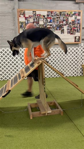 Advanced Basic mastering the elevated A-frame👏👏👍🤩😊 | Custom Canine Greenfield IN