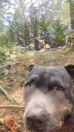 13 reactions · 72 shares |  LAND CLEARING ≠ CLEAR CUTTING!  Let’s...