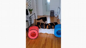 Quand le chat entend le distributeur de croquettes