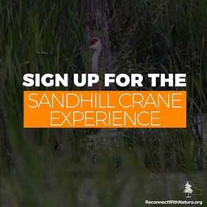 2.4K views · 56 reactions | Historically, large numbers of sandhill...