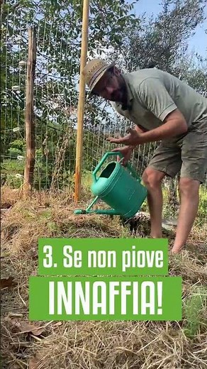 Coltivare FINOCCHI: 3 consigli utili