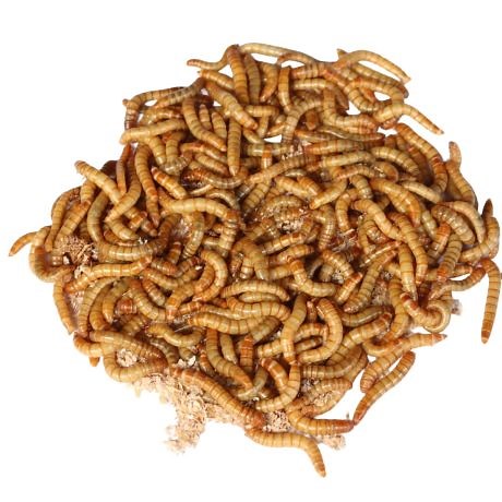 Live Mealworms