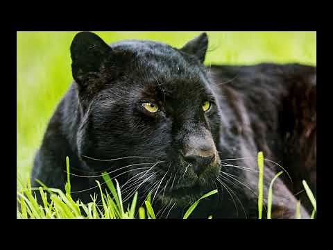 Panther Sounds - Growlings, purr - Голос Пантеры