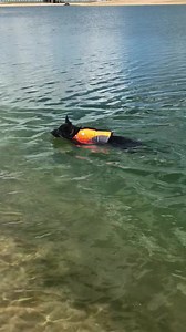 10K views · 1.1K reactions | And now a flashback to Timber’s first lake visit. | Tosca Lee | Facebook