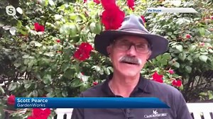 Scott from GardenWorks explains how to properly care for and grow beautiful roses at home. | Global BC