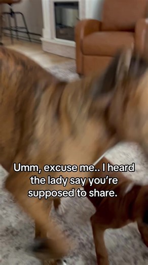 Boxer Dog's Hilarious Share Demand