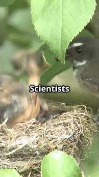 Birds Use Nicotine as Pest Control: SHOCKING!!! #tiktok
