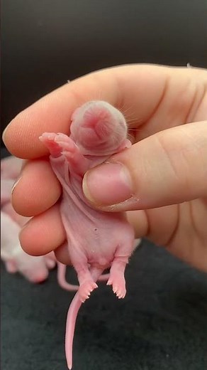 Little baby dumbo rats growing up! #rat #pets #petbreeder