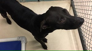 18K views · 331 reactions | Sunshine is a sweetheart! Black dogs tend to get overlooked, please share her for a forever home. Info and status updates on main thread here: https://www.facebook.com/rescuemetampa/photos/a.897774860263380.1073742504.250846728289533/1355587481148780/?type=3&theater | Rescue Me Tampa - Shelter Dogs | Facebook