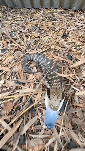 Sleepy little Blue Tongue Lizard 😴 #australia #shorts #foryou