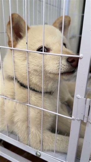 Unleash the Paws: Decoding a Dog's Mind