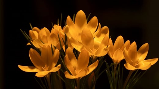 Crocus, Blossom, Bloom. Free Stock Video