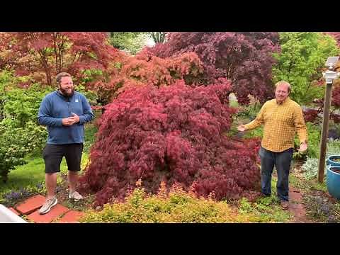 INABA SHIDARE JAPANESE MAPLE - JAPANESE MAPLES EPISODE 19