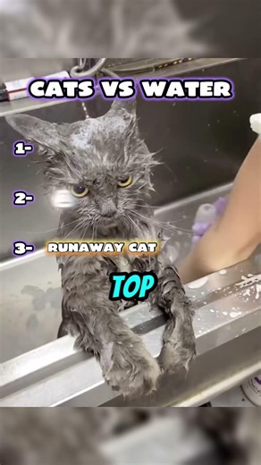 Cat vs Water