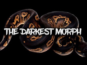 Battle of the Dark Morphs! Which is the Darkest?