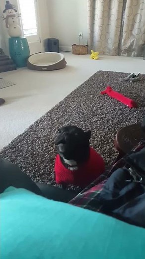 French bulldog death yodel