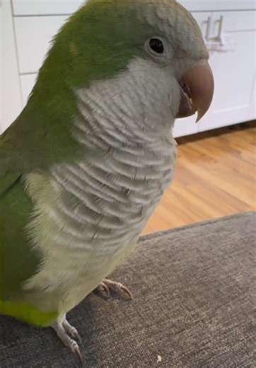 Quaker Parrot's Adorable Shake Trick