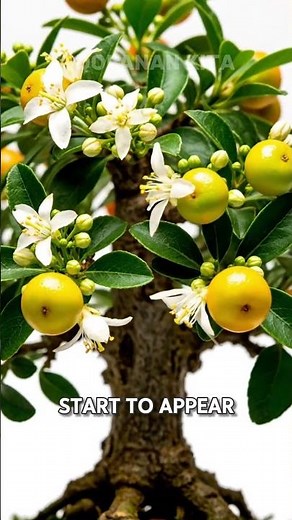 Timelapse for an orange bonsai tree