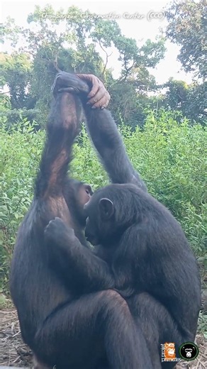 Missy and Simon chimpanzee enjoying a hand-clasp grooming session 🐵