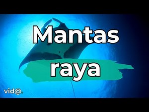 ¿Cómo Sobreviven las Rayas en las Profundidades Marinas? #vidatv #mantaraya
