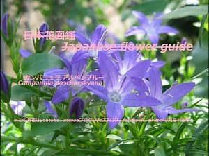 アルペンブルーの空の下？！Under the alpine blue sky? ! カンパニュラ アルペンブルー Campanula poscharskyana 季節の花！ 日本花図鑑