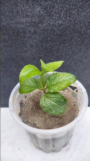 How to grow lantana plant cutting propagate in sand