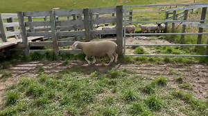 1.1K views · 14 reactions | Introducing Lot 63 This ram would have to be my pick of the Lochaire Poll Dorsets. Heavy bone, very sound with a great carcass. Data is very good, ranked 3rd on SIL with an EMA of 23.93 and a 3 for IMF. View the catalogue here: bidr.co.nz/auction/4994 | La-Mac Hampshires | Facebook