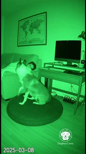 Border Collie Hears Electrical Surge Humans Can't, Alerts Owner to Faulty Power Strip 🔌👂🐕 #shorts